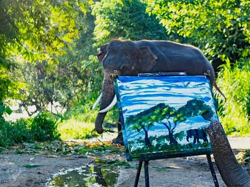 Naturfilmkino: WILDE KUNST – Sind Tiere kreativ?