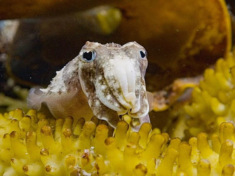 Naturfilm-Mittwoch / European Wildlife Film Awards: Sepia - Die Odyssee eines Tintenfischs (Sprache: Englisch)