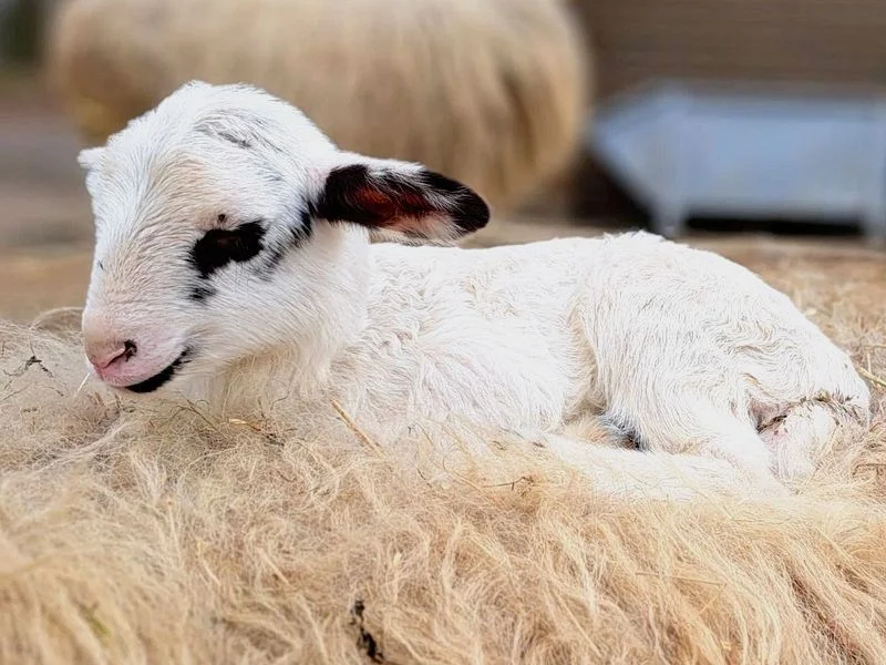 Führung zu den jungen Wilden