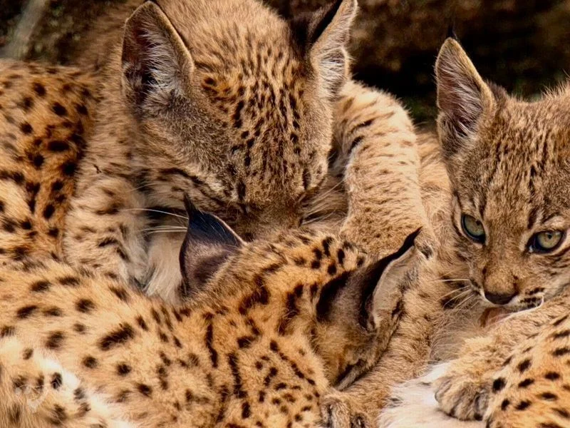 Naturfilm-Mittwoch: Iberia & Savannah (Sprache: Englisch mit deutschen UT)
