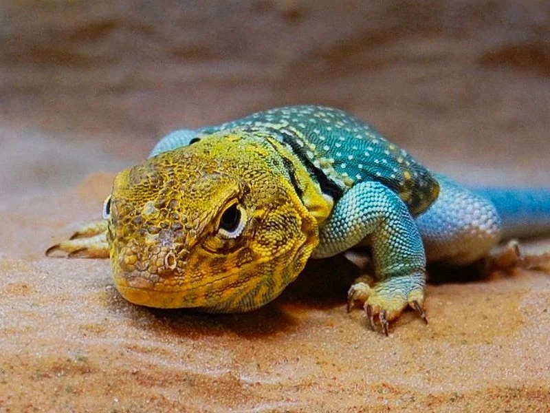 Reptilienausstellung