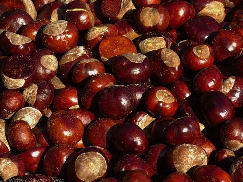Eicheln- und Kastanienannahme