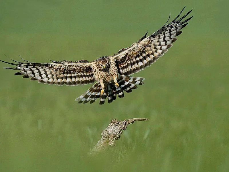 Naturfilm-Mittwoch / European Wildlife Film Awards: Harrier's Plight (Sprache: Englisch)