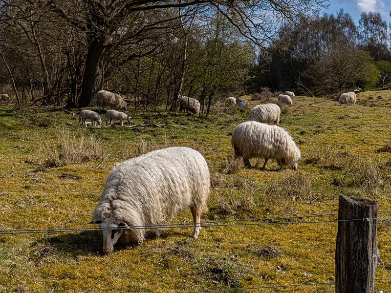 Naturschutzgebiet Höltingbaum – Bild 1