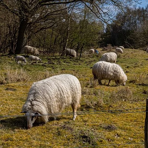 Naturschutzgebiet Höltingbaum