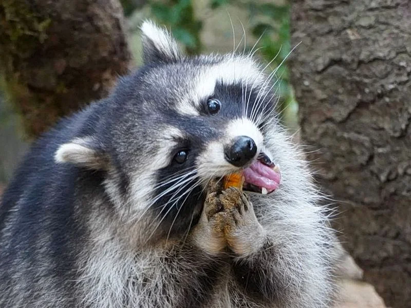 Wildpark Schwarze Berge – Bild 3