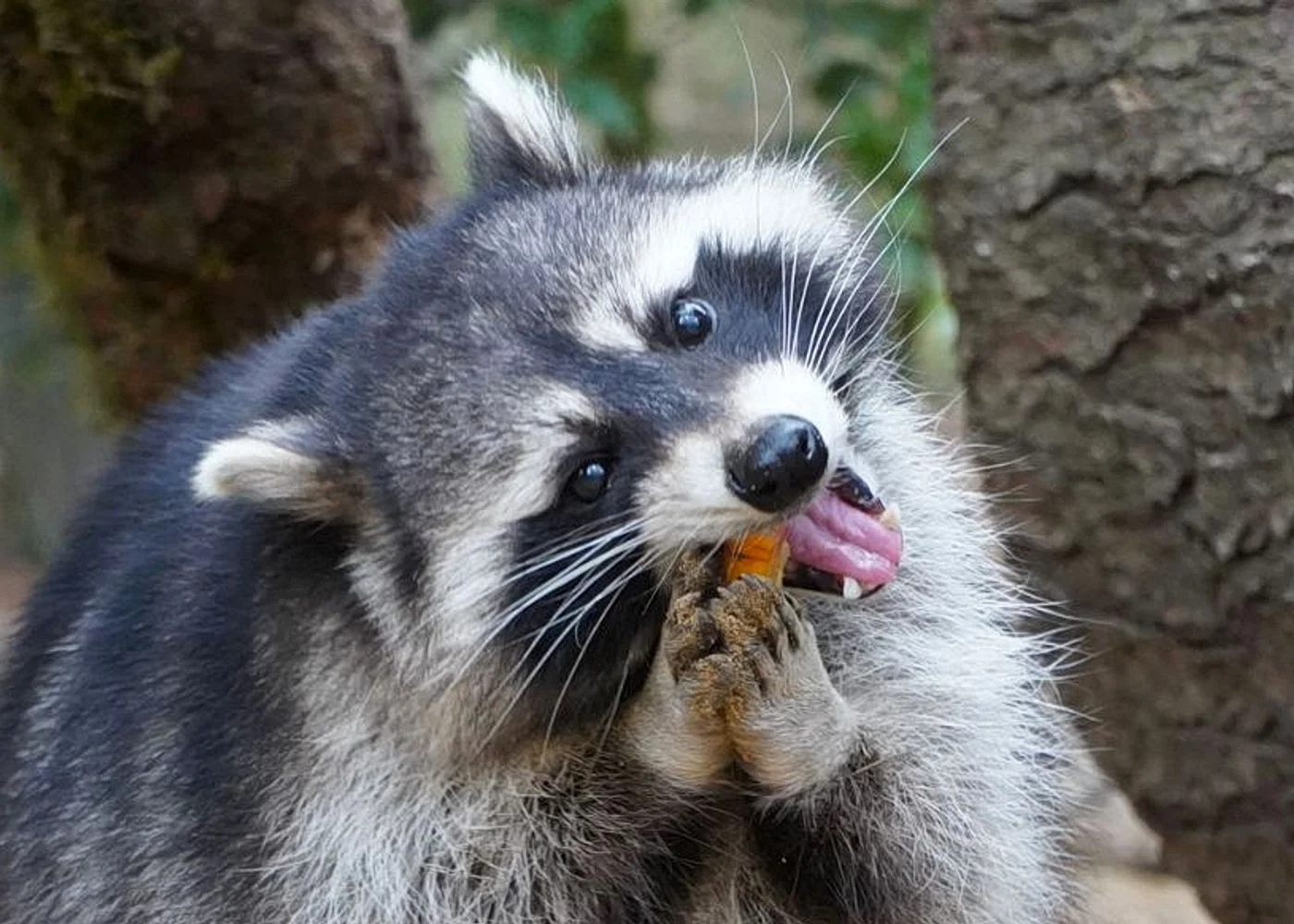 Wildpark Schwarze Berge – Foto 3