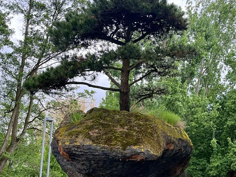 Heimatgarten - Kräuter entdecken – Bild 12