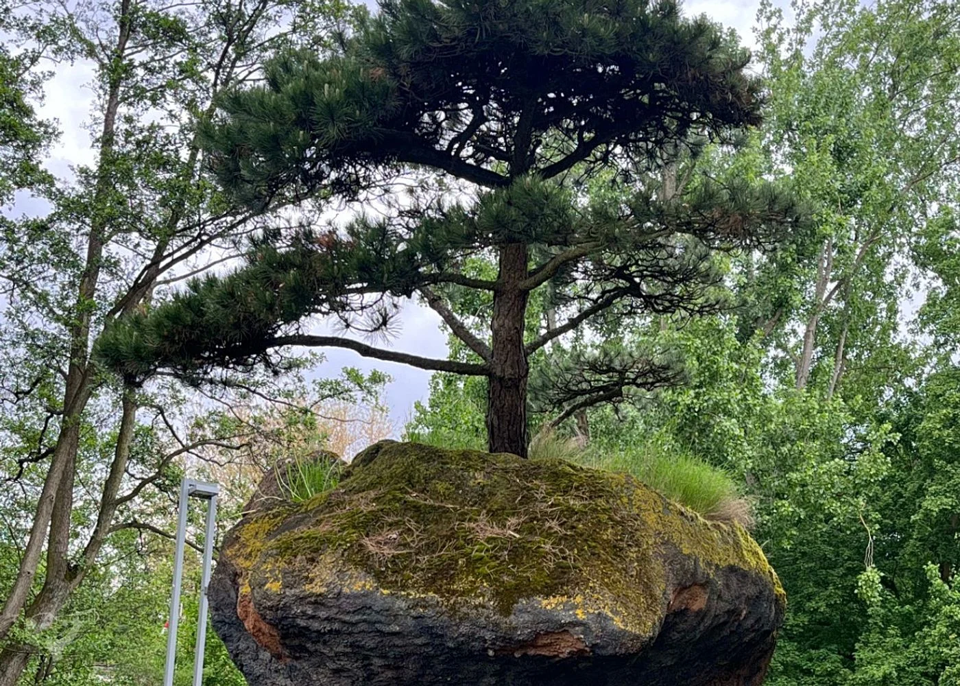 Heimatgarten - Kräuter entdecken – Foto 11
