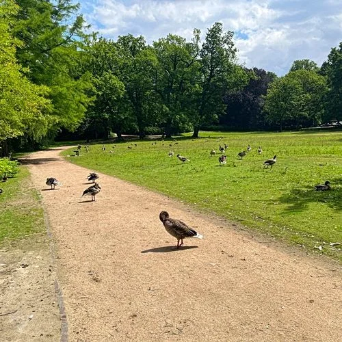 Eichenpark - Enten gucken