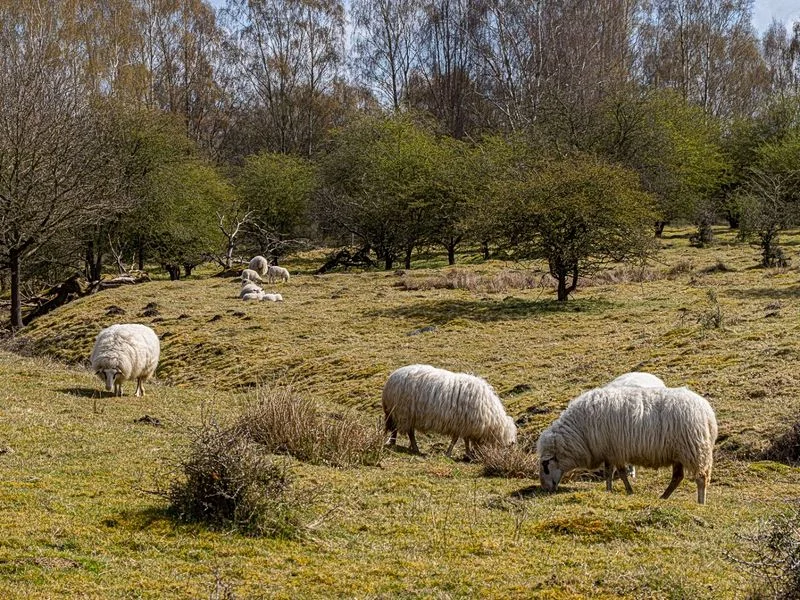 Naturschutzgebiet Höltingbaum – Bild 2