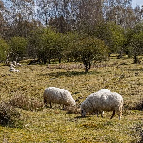 Naturschutzgebiet Höltingbaum