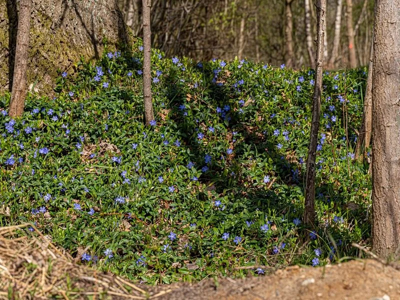 Naturschutzgebiet Höltingbaum – Bild 12