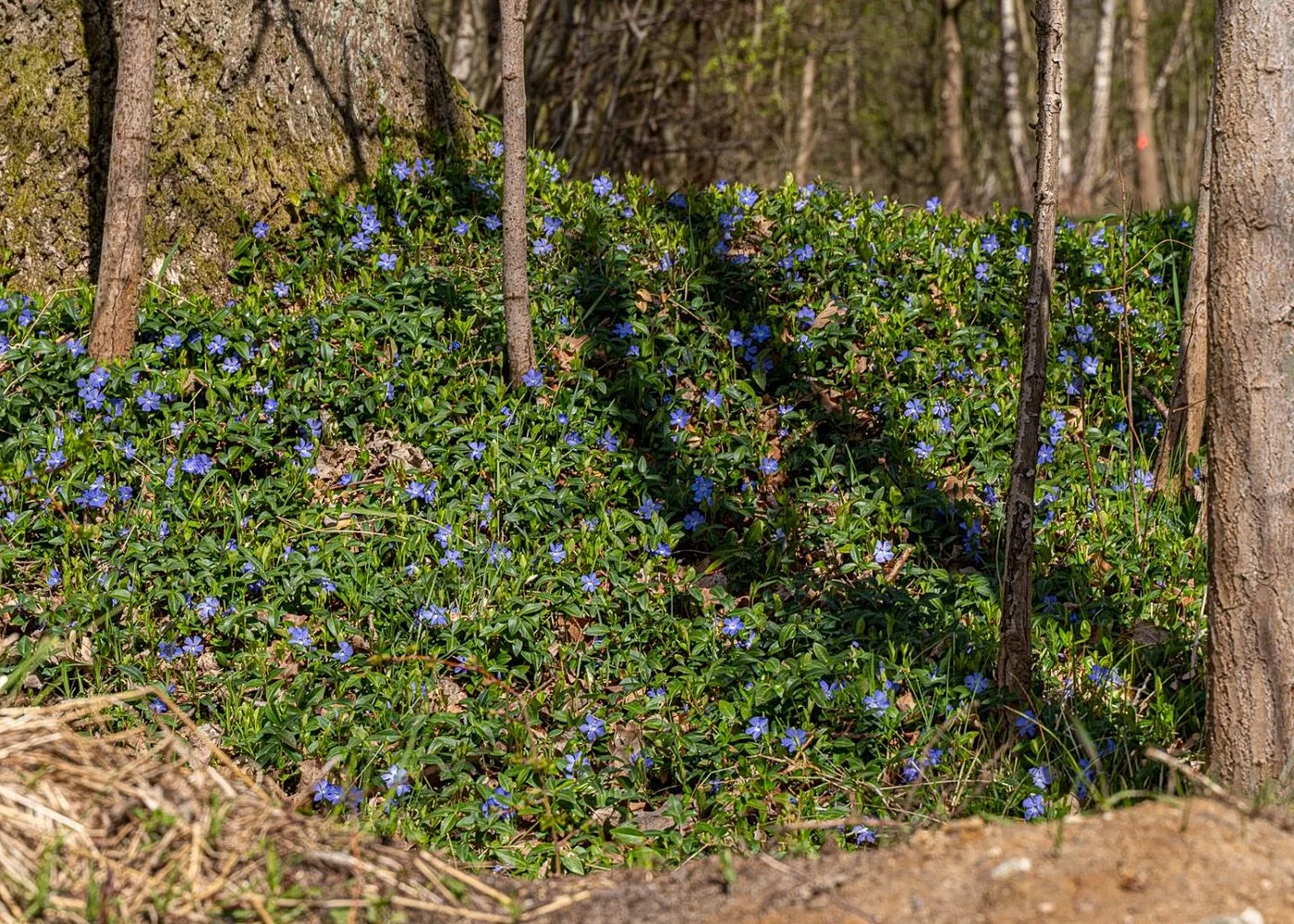 Naturschutzgebiet Höltingbaum – Foto 12