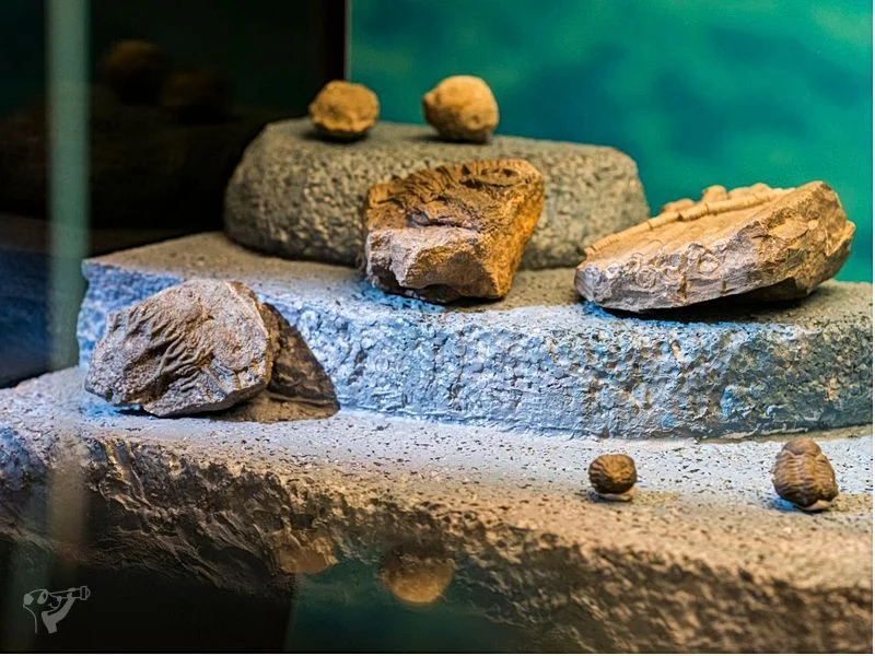 Museum der Natur · Geologische Ausstellung – Bild 5