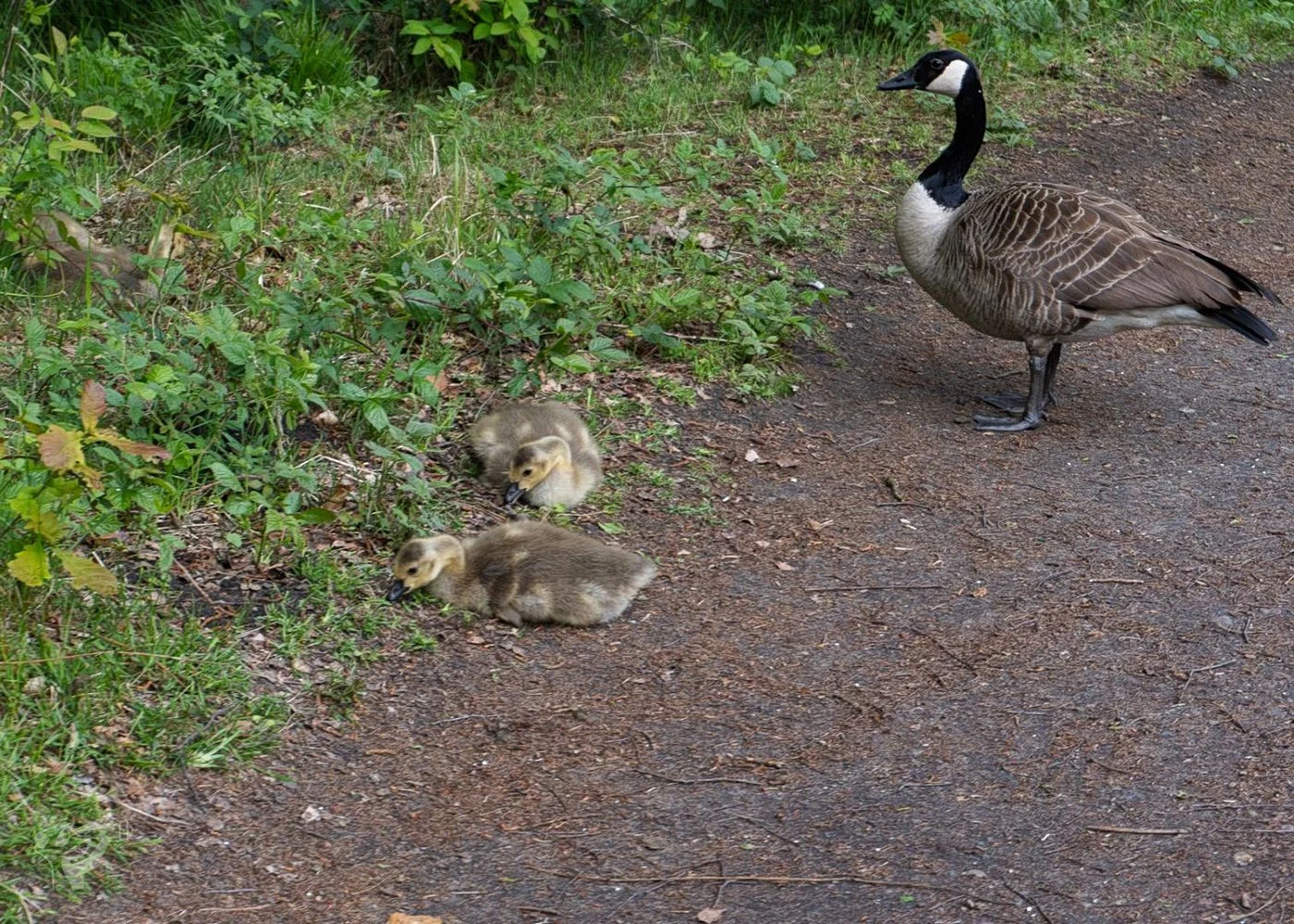 Naturschutzgebiet Raakmoor – Foto 18