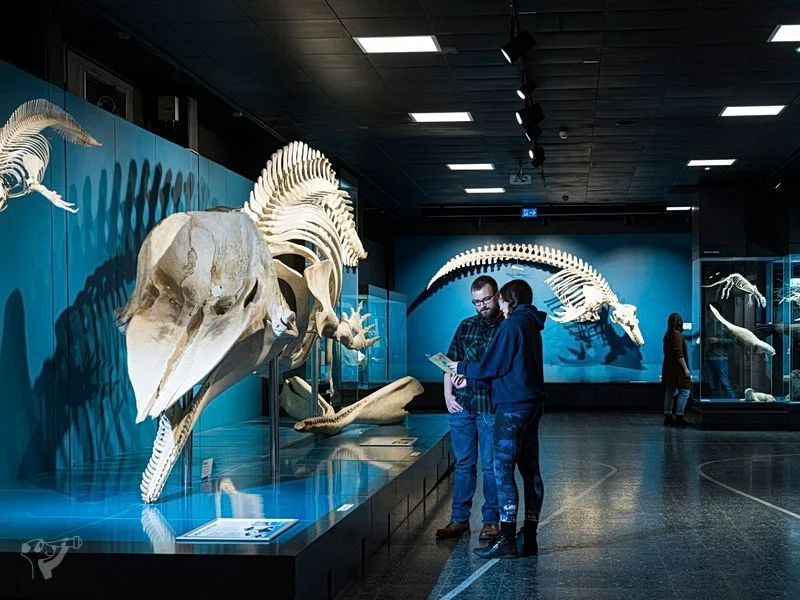 Museum der Natur · Zoologische Ausstellung – Bild 6