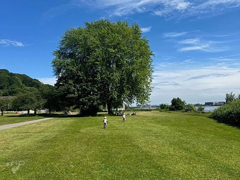 Baumschaukeln an der Elbe – Bild 7