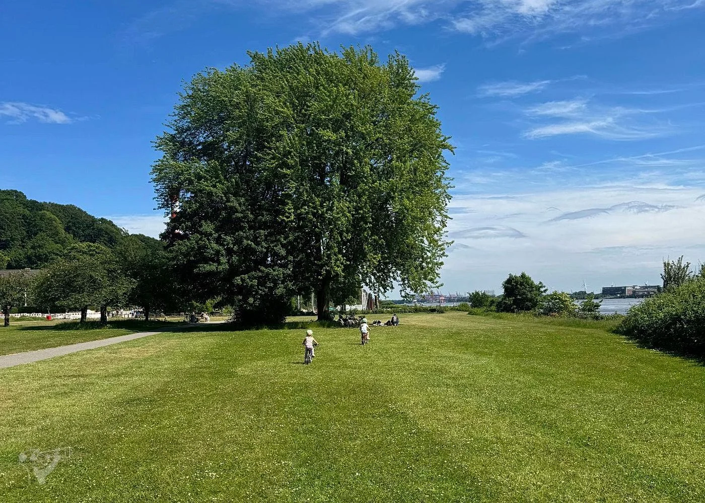 Baumschaukeln an der Elbe – Foto 7