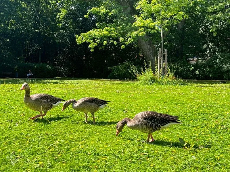 Eichenpark - Enten gucken – Bild 5