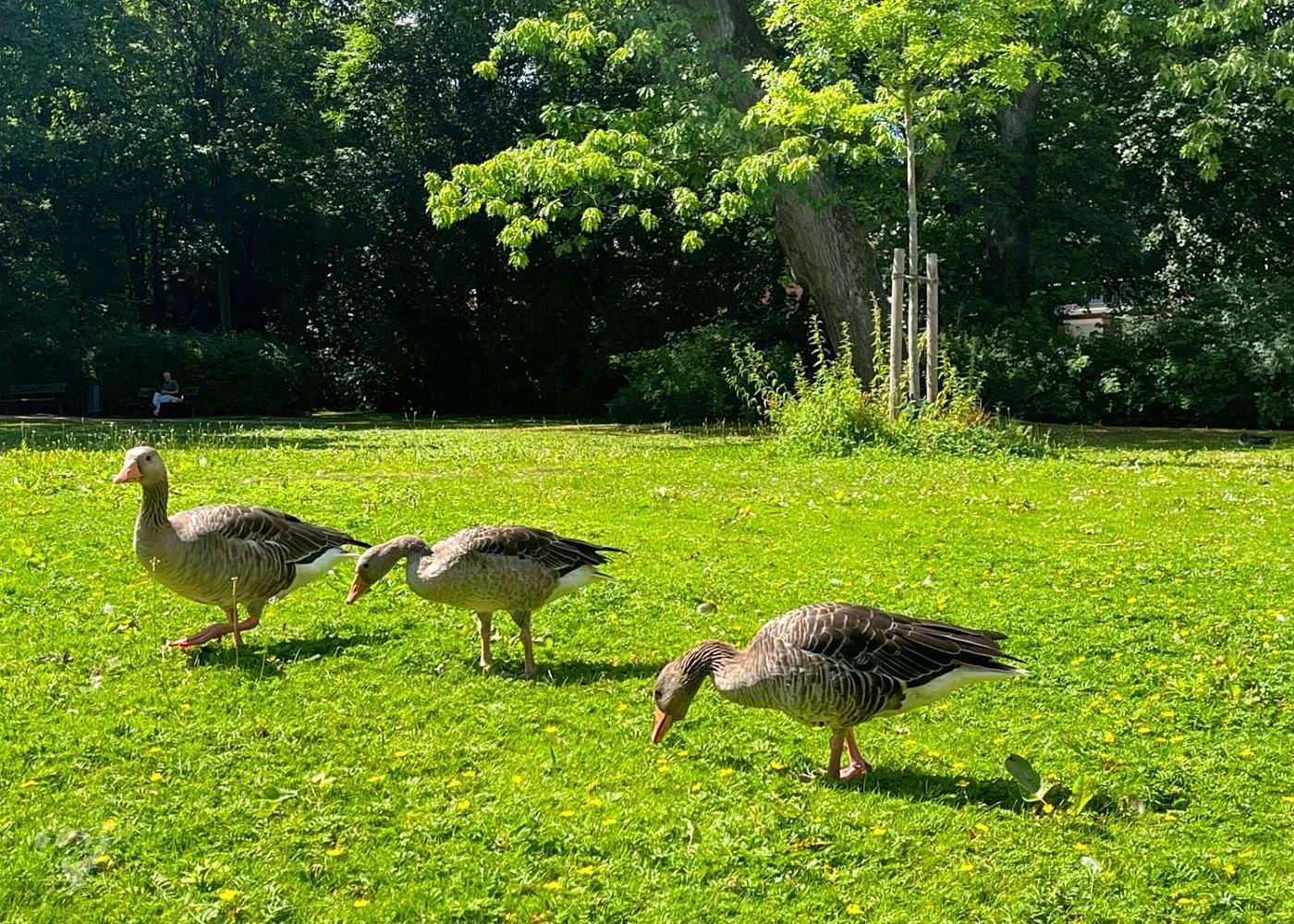 Eichenpark - Enten gucken – Foto 4