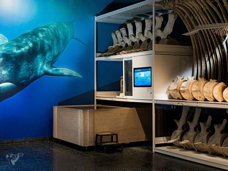 Museum der Natur · Zoologische Ausstellung