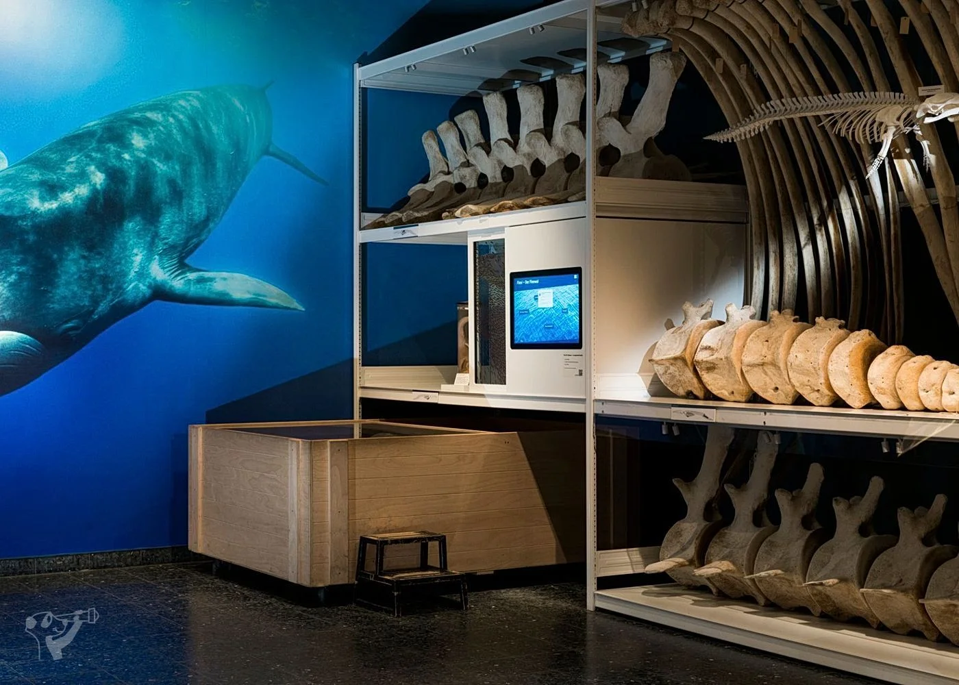 Museum der Natur · Zoologische Ausstellung – Foto 4