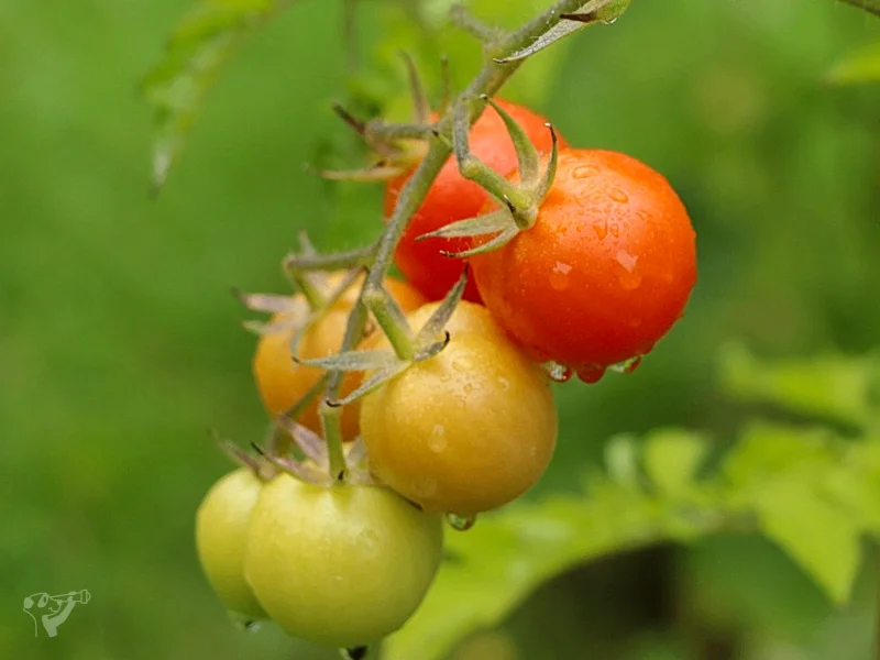 Heimatgarten - Kräuter entdecken – Bild 4