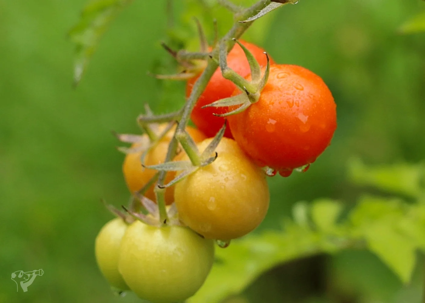 Heimatgarten - Kräuter entdecken – Foto 3
