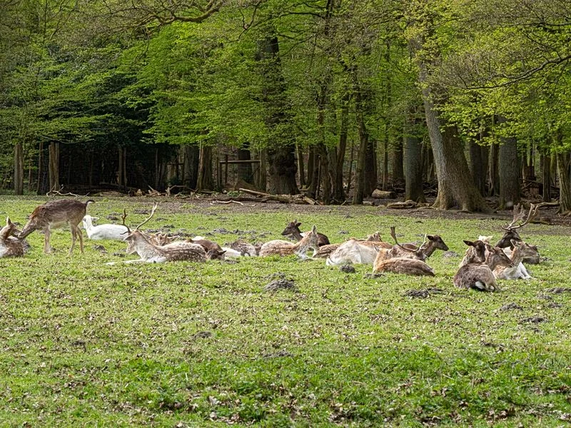 Niendorfer Gehege Lehrpfad – Bild 10