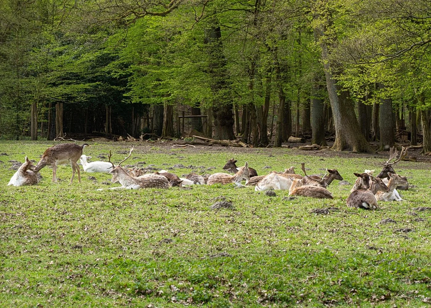 Niendorfer Gehege Lehrpfad – Foto 10