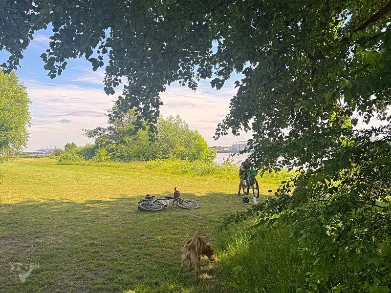 Baumschaukeln an der Elbe – Bild 4