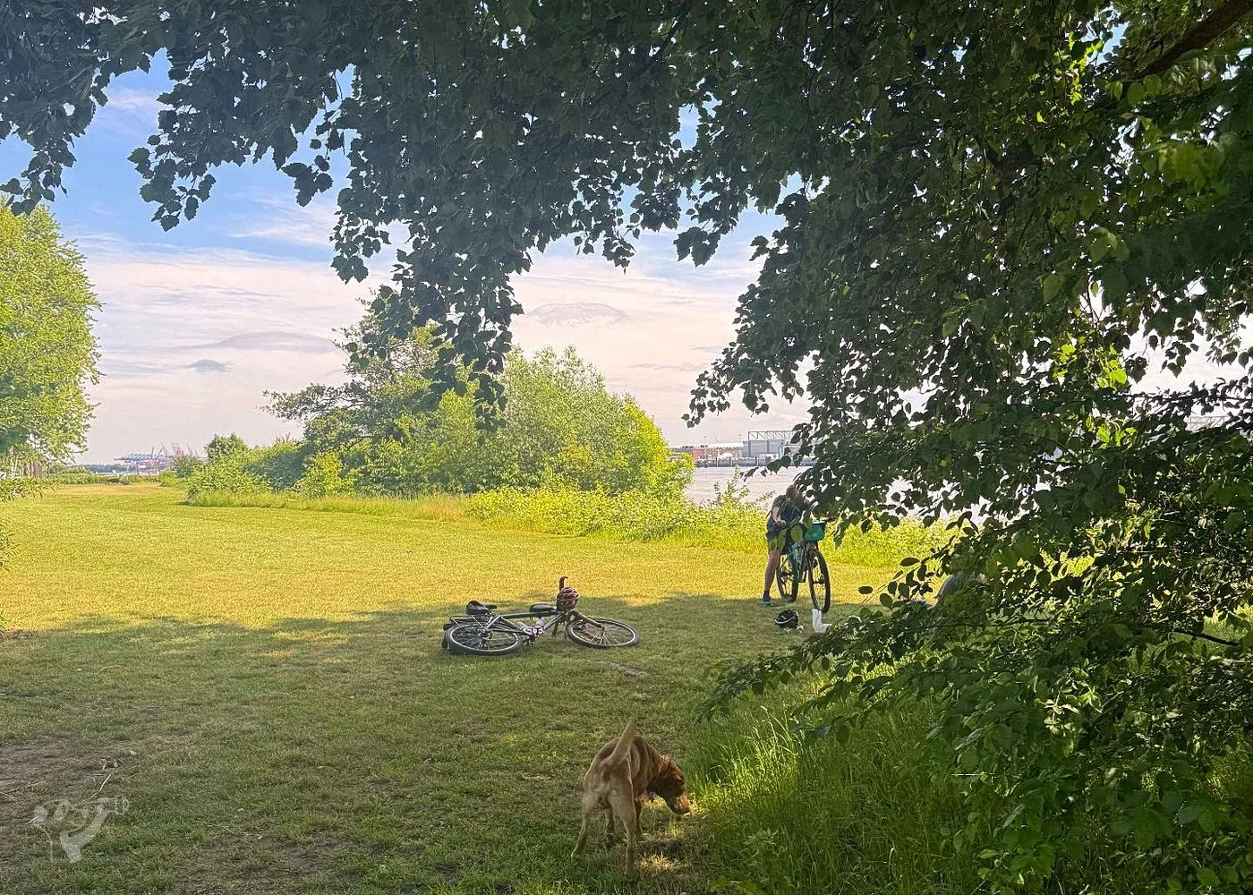 Baumschaukeln an der Elbe – Foto 4
