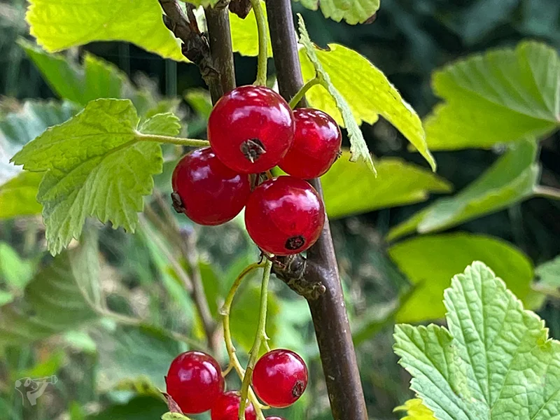 Heimatgarten - Kräuter entdecken – Bild 10