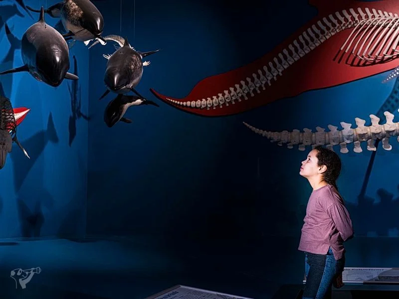 Museum der Natur · Zoologische Ausstellung – Bild 13