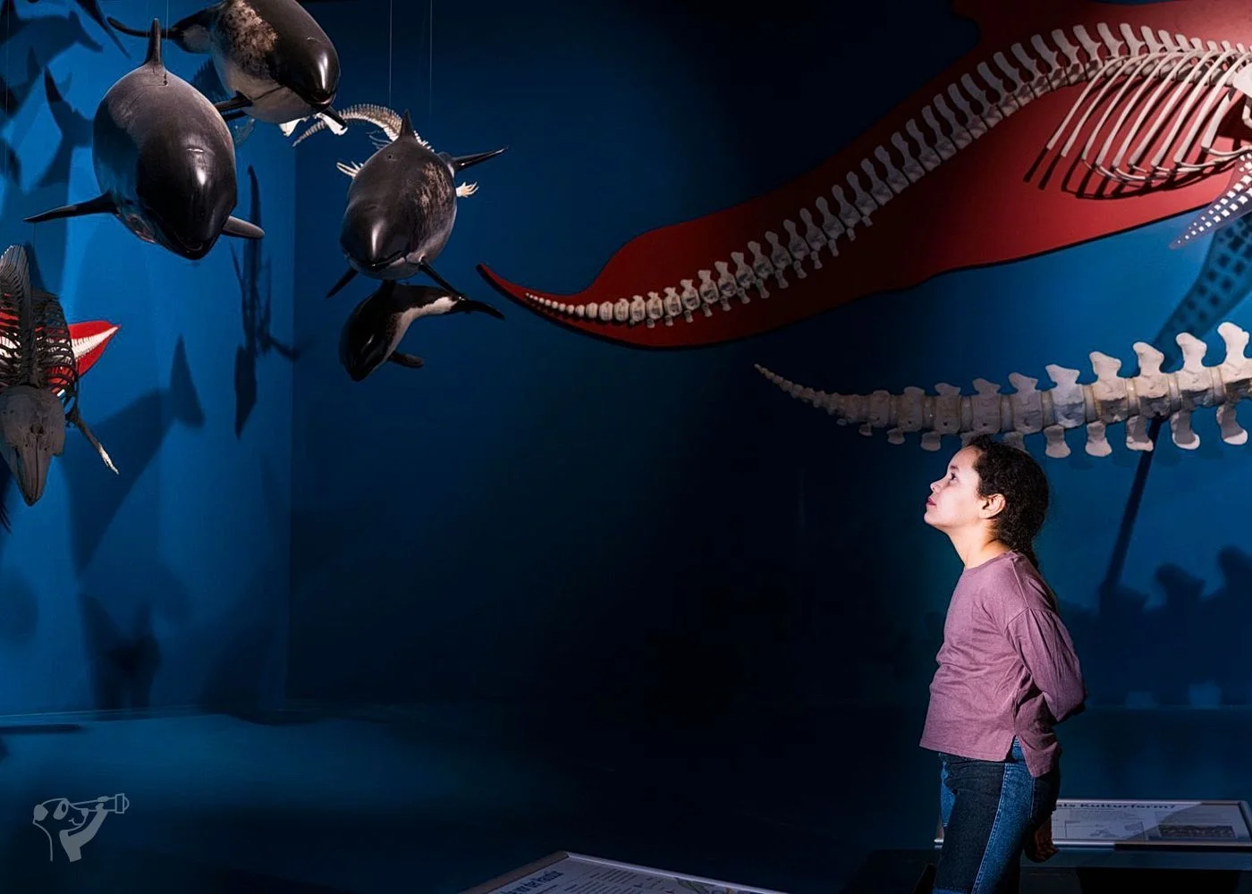 Museum der Natur · Zoologische Ausstellung – Foto 13