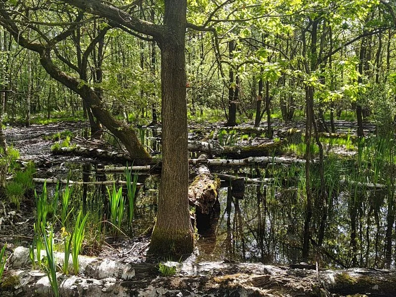 Naturschutzgebiet Raakmoor – Bild 1
