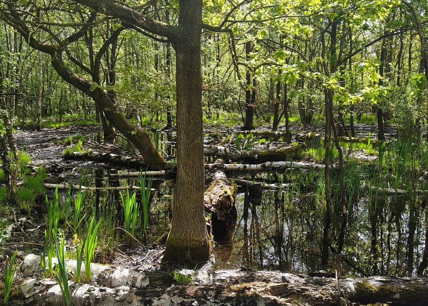 Naturschutzgebiet Raakmoor – Foto 1