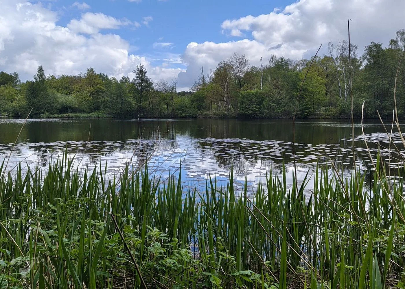 Naturschutzgebiet Raakmoor – Foto 2