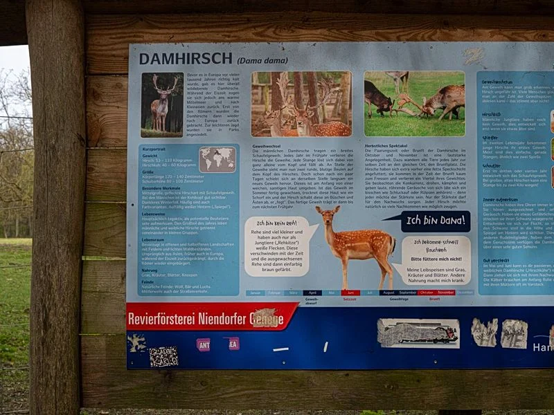 Niendorfer Gehege Lehrpfad – Bild 3