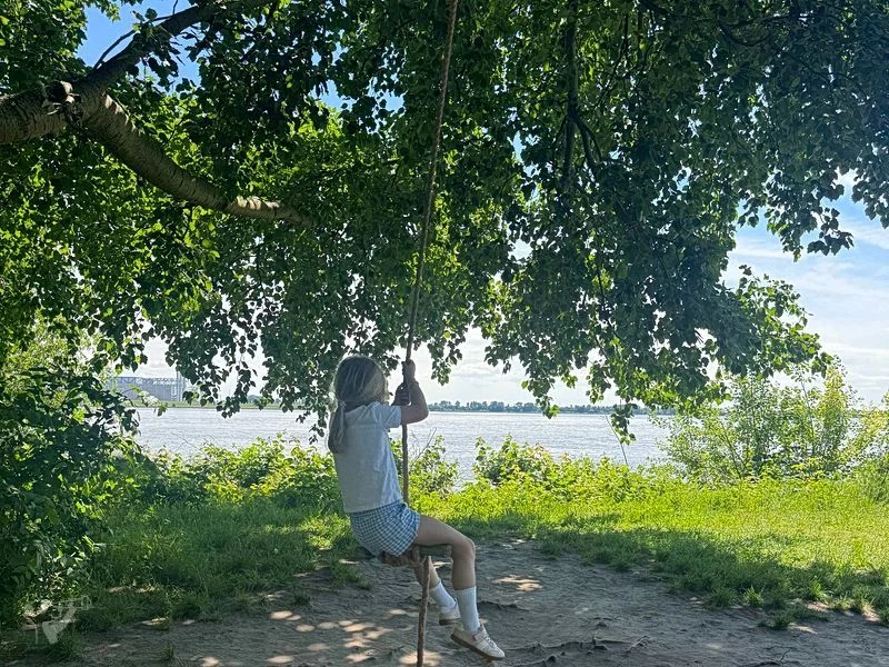 Baumschaukeln an der Elbe – Bild 3