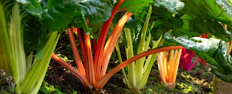 Heimatgarten - Kräuter entdecken – Bild 8