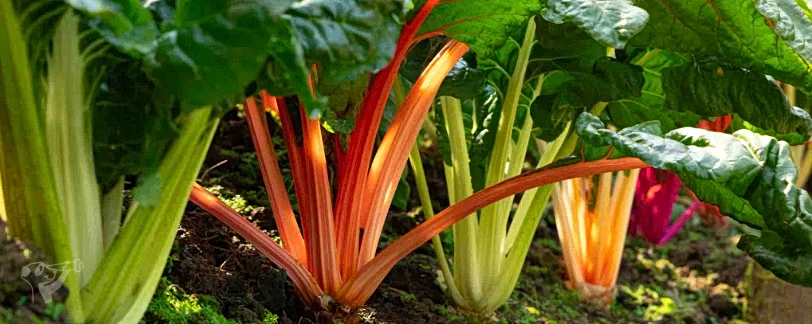 Heimatgarten - Kräuter entdecken – Foto 7