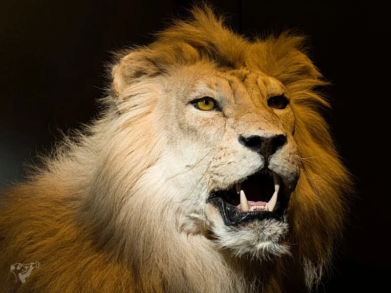 Museum der Natur · Zoologische Ausstellung – Bild 10