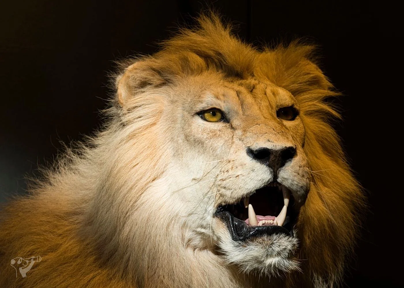 Museum der Natur · Zoologische Ausstellung – Foto 10