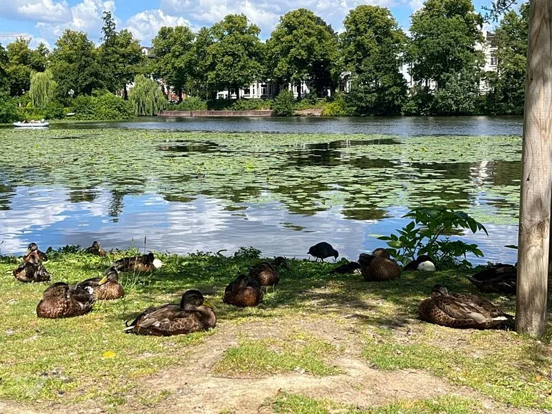 Eichenpark - Enten gucken – Bild 6