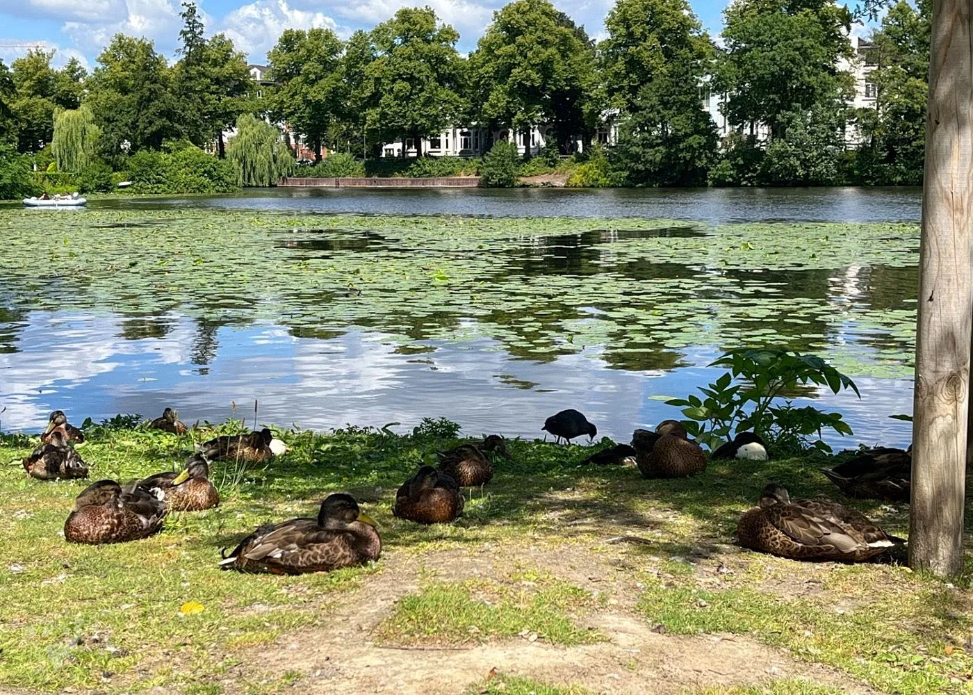 Eichenpark - Enten gucken – Foto 5