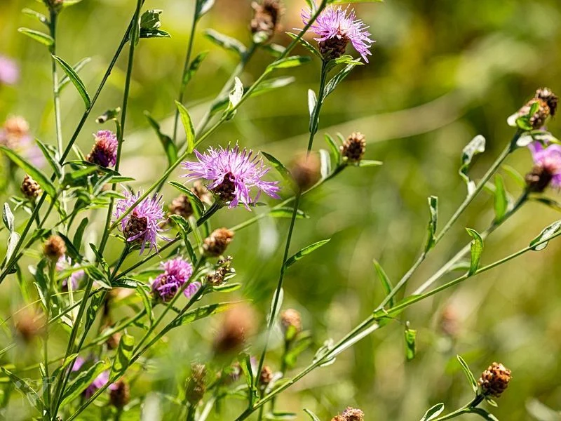BUND Naturerlebnisgarten – Bild 8