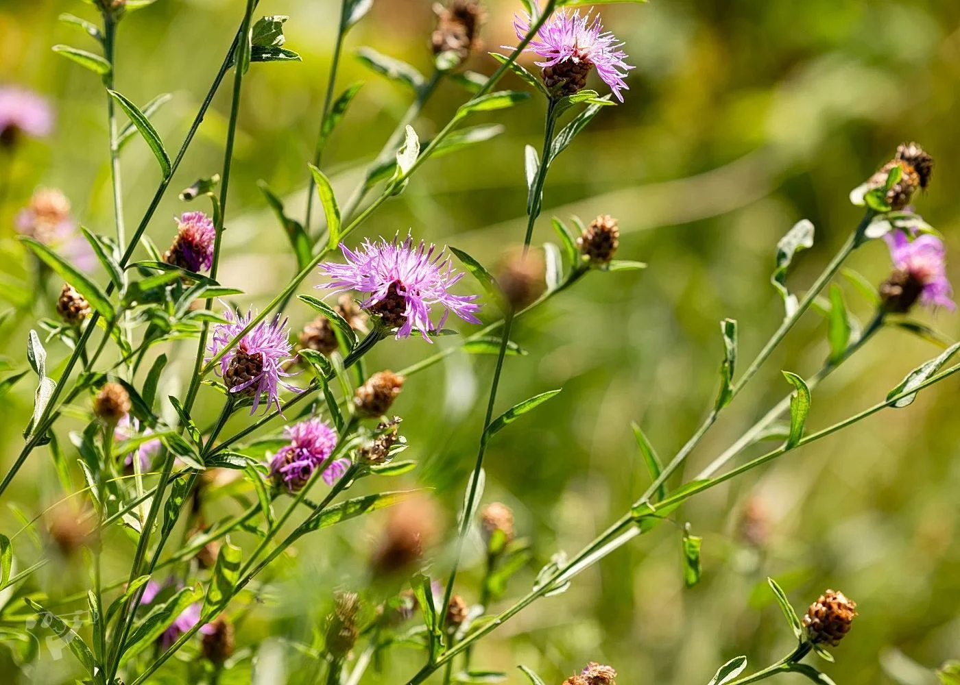 BUND Naturerlebnisgarten – Foto 8