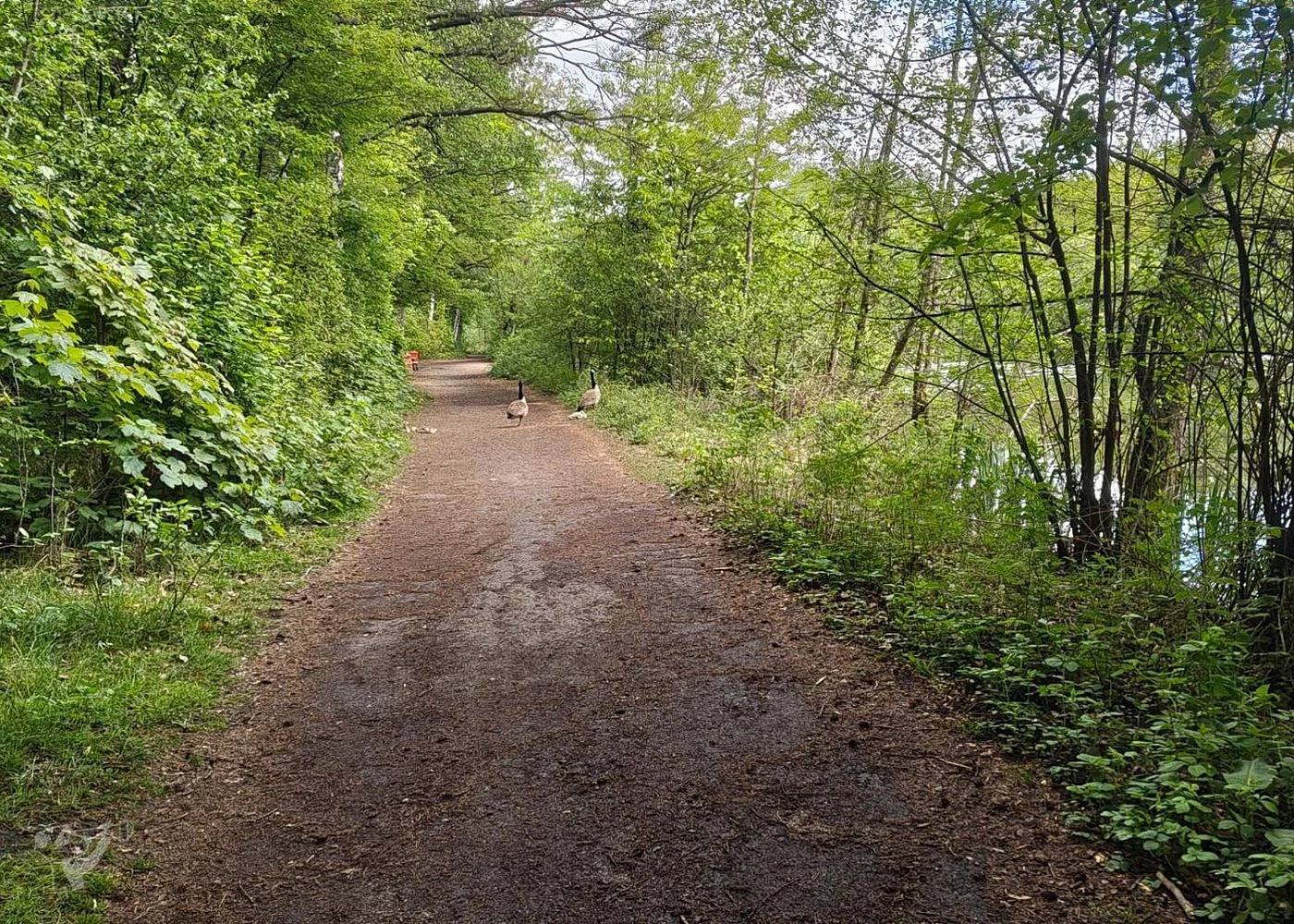 Naturschutzgebiet Raakmoor – Foto 10